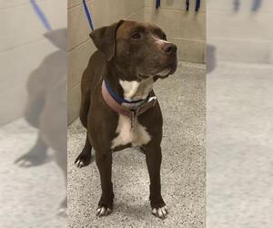 Mutt Dogs for adoption in Conroe, TX, USA