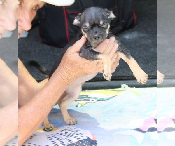 Medium Photo #2 Chug Puppy For Sale in Bandera, TX, USA