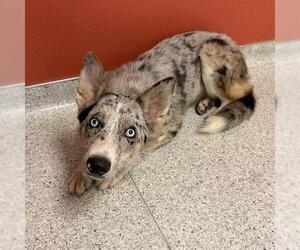 Australian Kelpie-German Shepherd Dog Mix Dogs for adoption in Modesto, CA, USA