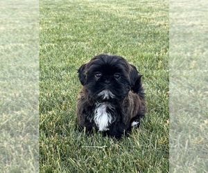 Shih Tzu Litter for sale in PRESTON, ID, USA