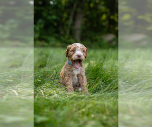 Double Doodle Puppy for sale in KALAMAZOO, MI, USA
