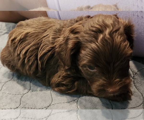 Medium Photo #10 YorkiePoo Puppy For Sale in BLUE MOUND, TX, USA
