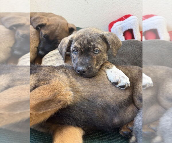 Medium Photo #2 Mutt Puppy For Sale in San Diego, CA, USA