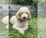 Small #6 Poodle (Miniature)