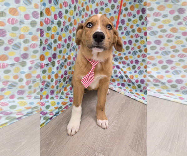 Medium Photo #1 Anatolian Shepherd-Australian Shepherd Mix Puppy For Sale in Attalka, AL, USA