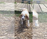 Small #1 Beagle