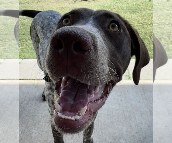 Medium Photo #5 Lab-Pointer Puppy For Sale in McKinney, TX, USA