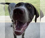 Small #4 Lab-Pointer