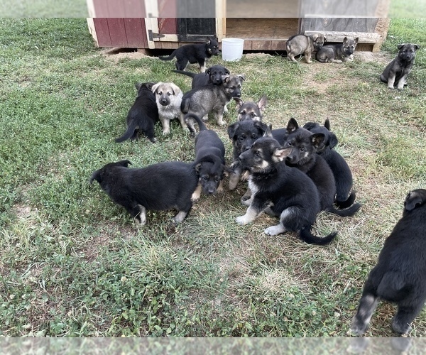 Medium Photo #16 German Shepherd Dog Puppy For Sale in AUBURN, KY, USA
