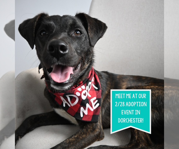 Medium Photo #9 Mountain Cur-Unknown Mix Puppy For Sale in Boston, MA, USA