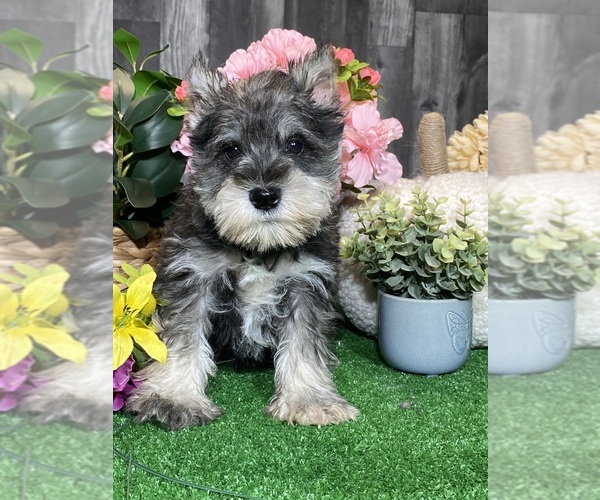 Medium Photo #5 Schnauzer (Miniature) Puppy For Sale in CANOGA, NY, USA