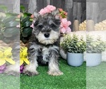 Small #4 Schnauzer (Miniature)