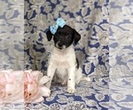 Small #2 Goldendoodle-Jack Russell Terrier Mix