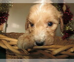 Small Photo #8 Goldendoodle Puppy For Sale in SOUTH BEND, IN, USA