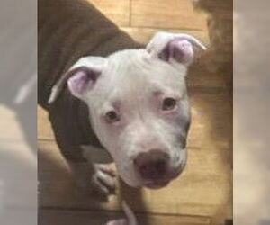 Mutt Dogs for adoption in Berlin, MD, USA