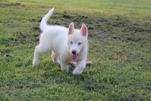 Medium Photo #1 Siberian Husky Puppy For Sale in POTTERSVILLE, MO, USA