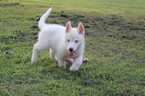 Small Photo #1 Siberian Husky Puppy For Sale in POTTERSVILLE, MO, USA