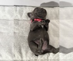 Small #1 French Bulldog