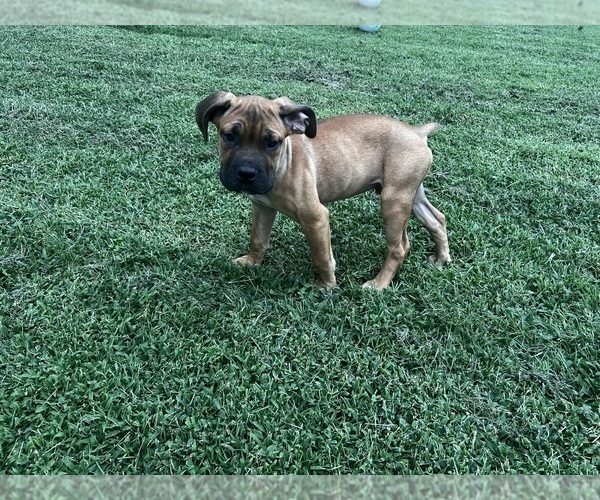 Medium Photo #3 Cane Corso Puppy For Sale in FREDERICKSBURG, VA, USA