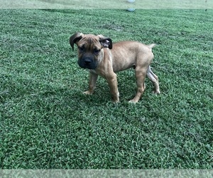 Medium Cane Corso