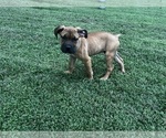 Puppy Puppy 2 Cane Corso