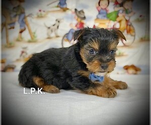 Yorkshire Terrier Puppy for sale in WINNSBORO, LA, USA