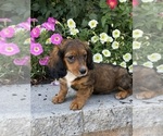 Small #1 Dachshund