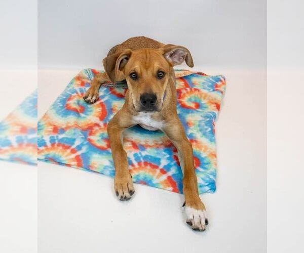 Medium Photo #2 Border Collie-Unknown Mix Puppy For Sale in Kennesaw, GA, USA