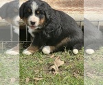 Small #4 Bernese Mountain Dog