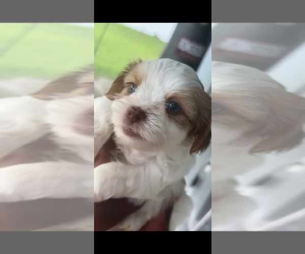 Medium Photo #3 Mal-Shi Puppy For Sale in CAPE CORAL, FL, USA