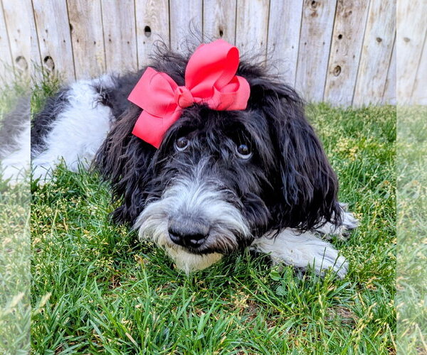 Medium Photo #4 Poodle (Standard)-Unknown Mix Puppy For Sale in Sandy, UT, USA