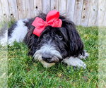 Small #3 Poodle (Standard) Mix