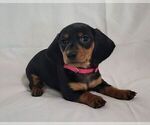 Puppy Pink female Dachshund