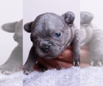 Small Photo #7 French Bulldog Puppy For Sale in BERWYN, IL, USA