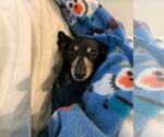 Small #60 Dachshund Mix