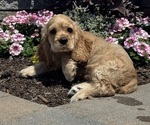 Small #2 Cocker Spaniel