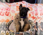 Small #5 German Shepherd Dog
