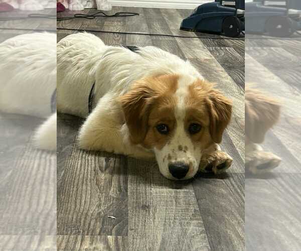 Medium Photo #2 Great Pyrenees-Unknown Mix Puppy For Sale in Bountiful, UT, USA