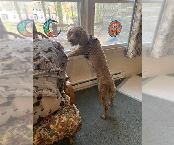 Medium Photo #2 Golden Retriever Puppy For Sale in Silver Spring, MD, USA