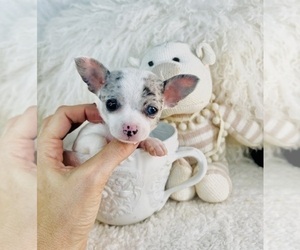 Chihuahua Puppy for sale in DELRAY BEACH, FL, USA