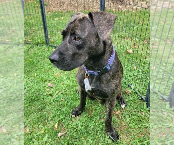 Medium Photo #3 Plott Hound-Unknown Mix Puppy For Sale in Sykesville, MD, USA