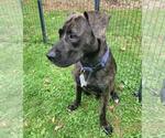 Small #2 Plott Hound Mix
