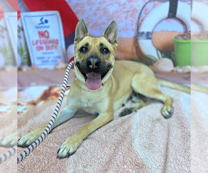 American Pit Bull Terrier-German Shepherd Dog Mix Dogs for adoption in Long Beach, CA, USA