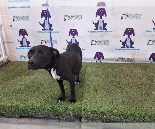Medium Photo #1 Mutt Puppy For Sale in Orlando, FL, USA