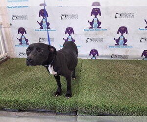 Mutt Dogs for adoption in Orlando, FL, USA