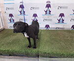 Small Mutt
