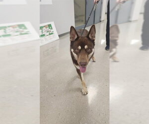 Siberian Husky Dogs for adoption in Belleville, IL, USA