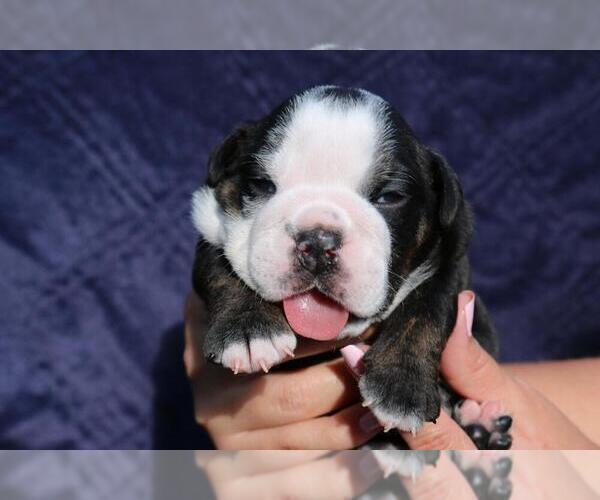 Medium Photo #1 English Bulldog Puppy For Sale in WESTON, CT, USA