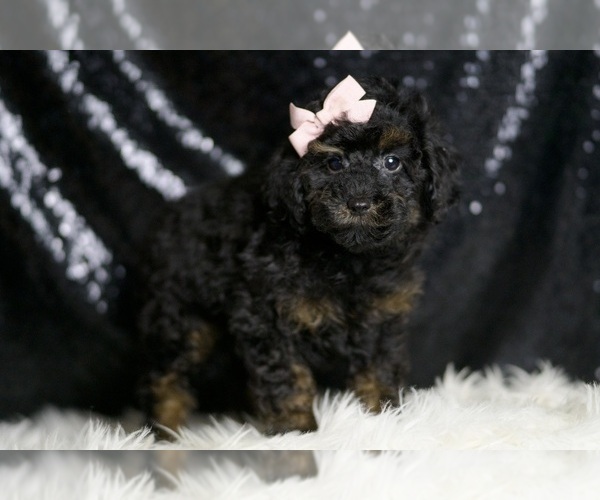 Medium Photo #3 Poodle (Miniature) Puppy For Sale in WARSAW, IN, USA