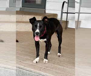 Lila - Female Labrador Retriever-Unknown Mix Dog for Adoption - Photo #4